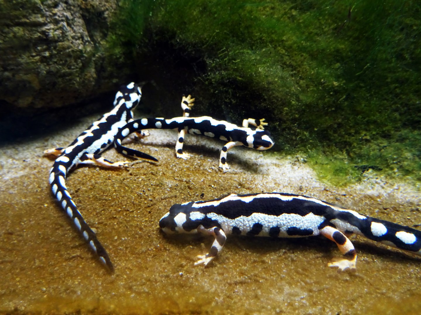 Kaiser's Spotted Newts