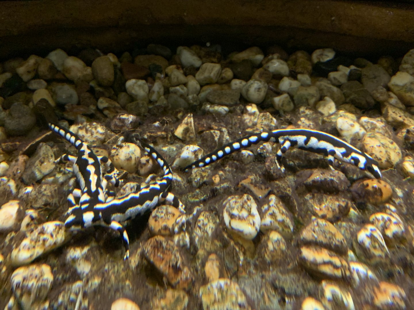 Kaiser's spotted newts