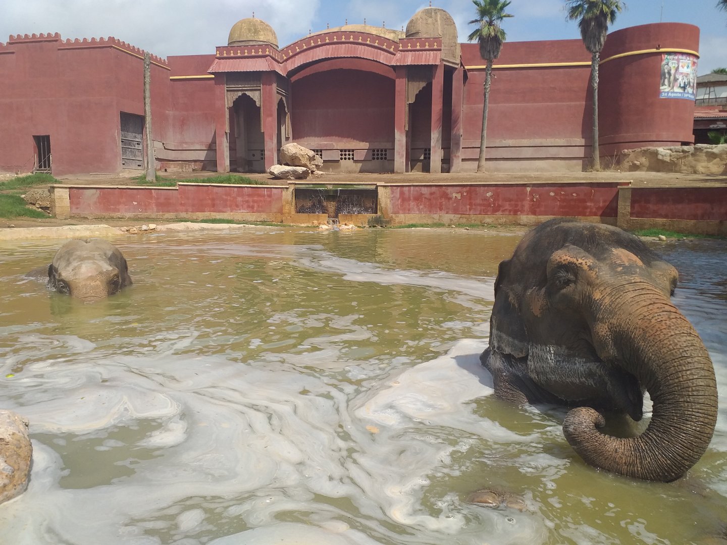 "Kaiso" and "Petita" the Asian elephants -TerraNatura Benidorm (2021)