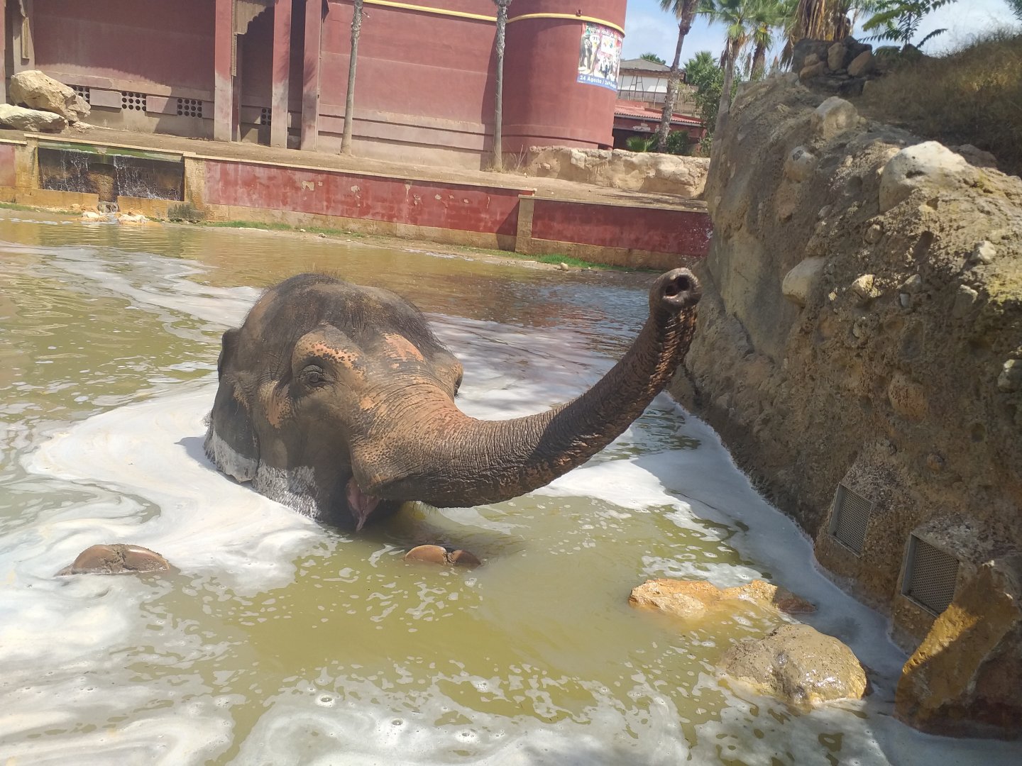 "Kaiso" the Asian elephant -TerraNatura Benidorm (2021)