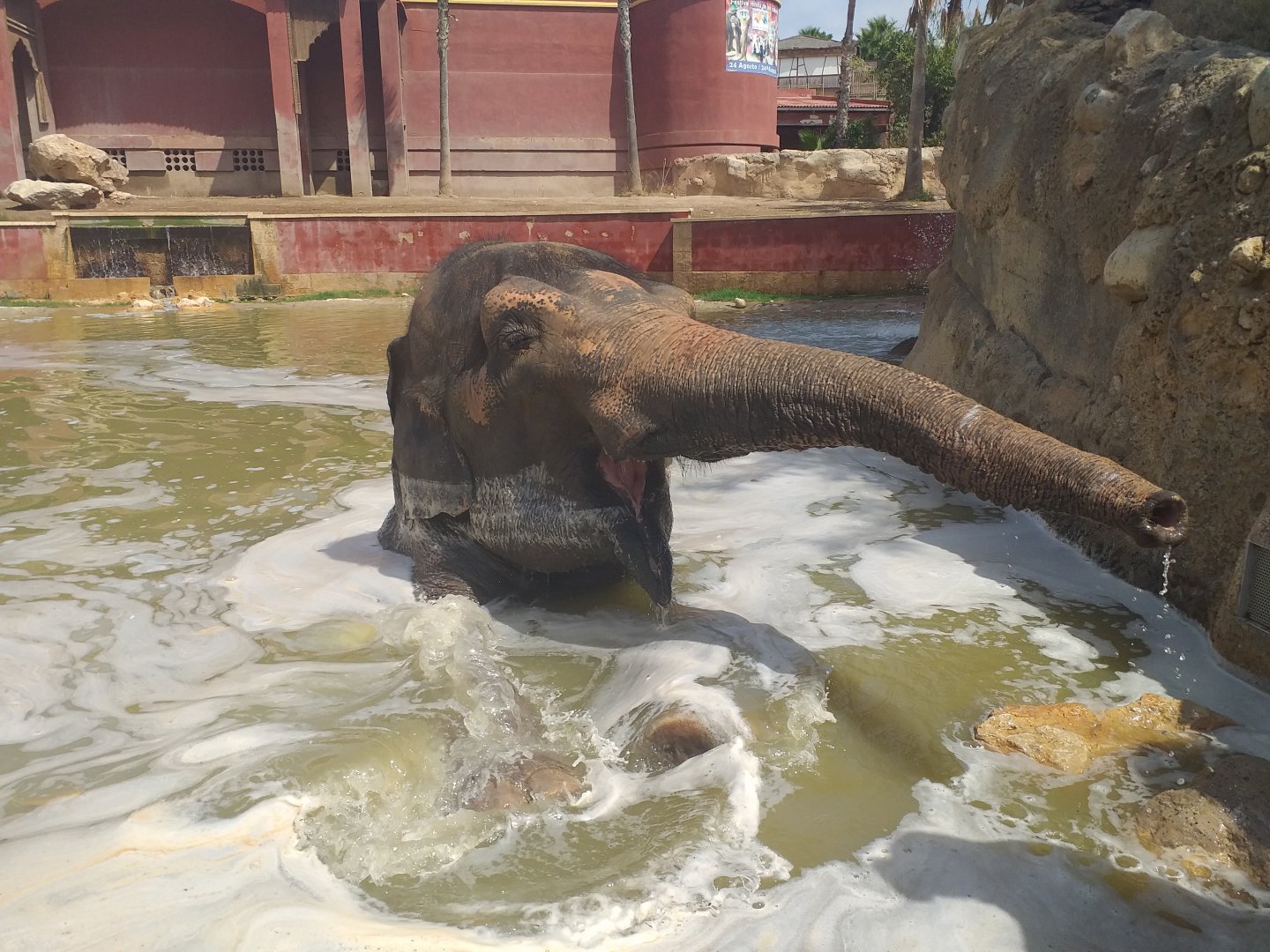 "Kaiso" the Asian elephant -TerraNatura Benidorm (2021)
