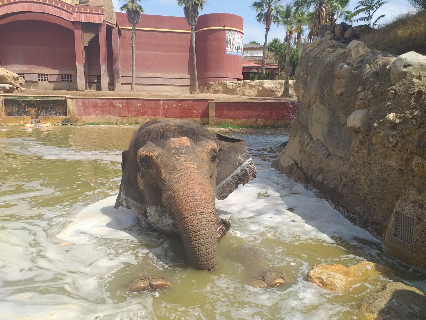"Kaiso" the Asian elephant -TerraNatura Benidorm (2021)
