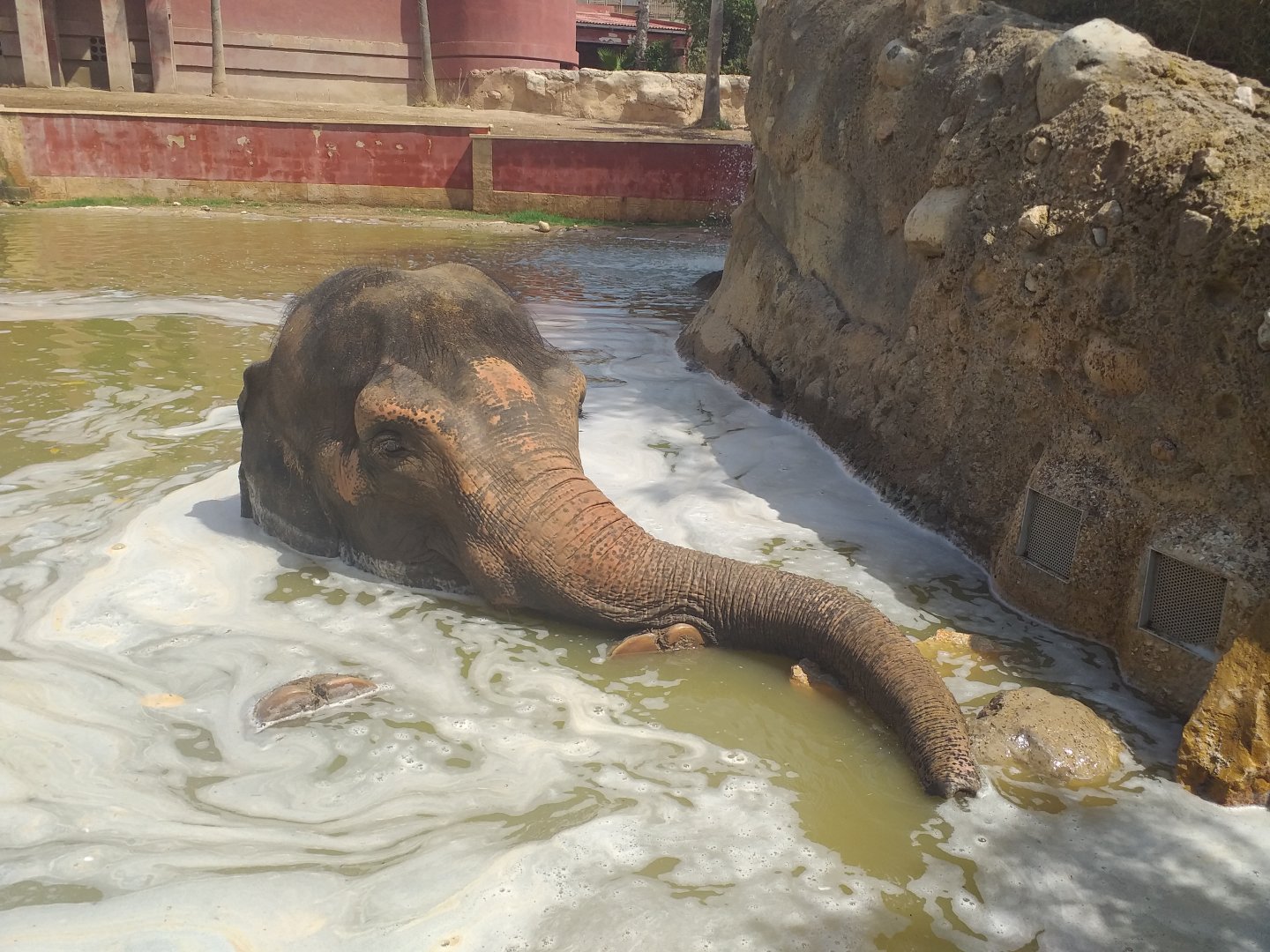 "Kaiso" the Asian elephant -TerraNatura Benidorm (2021)