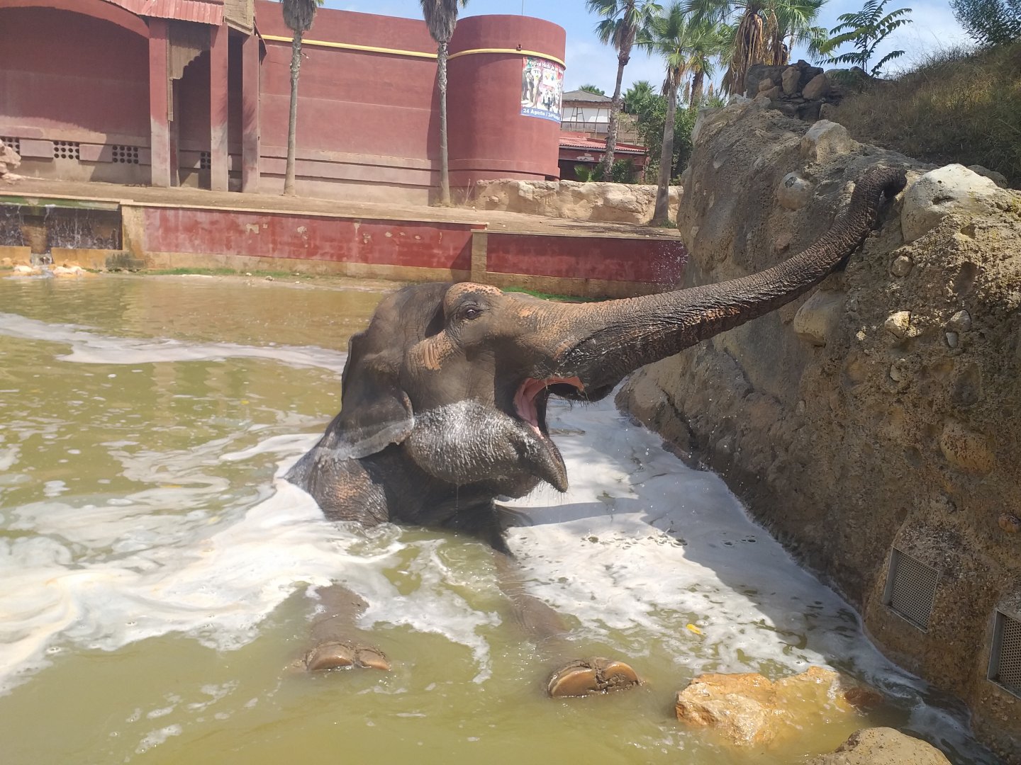 "Kaiso" the Asian elephant -TerraNatura Benidorm (2021)
