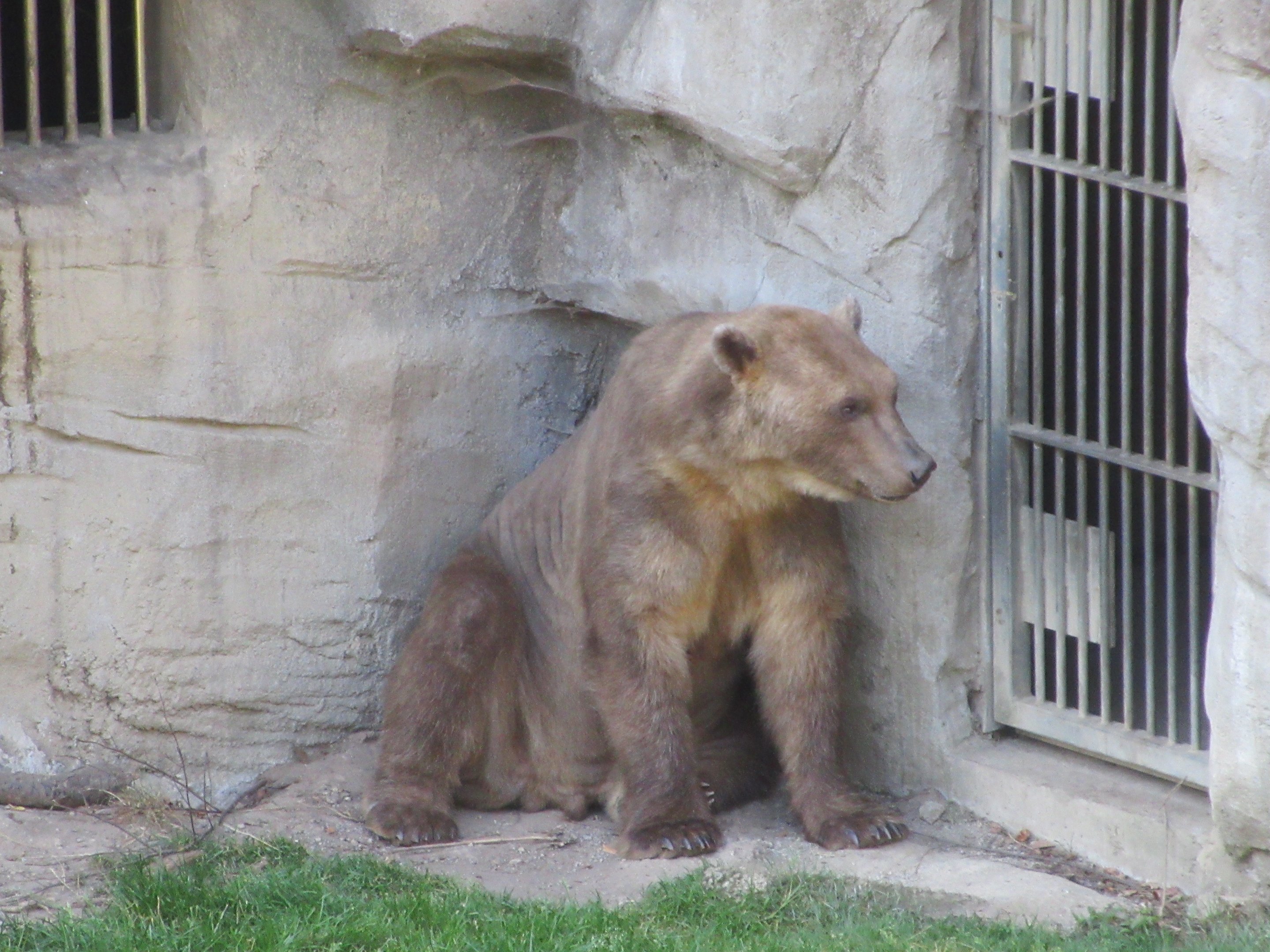 Kajanaland - Hybrid Bear