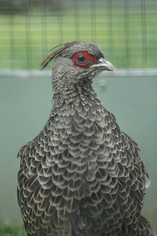 Kaji Pheasant