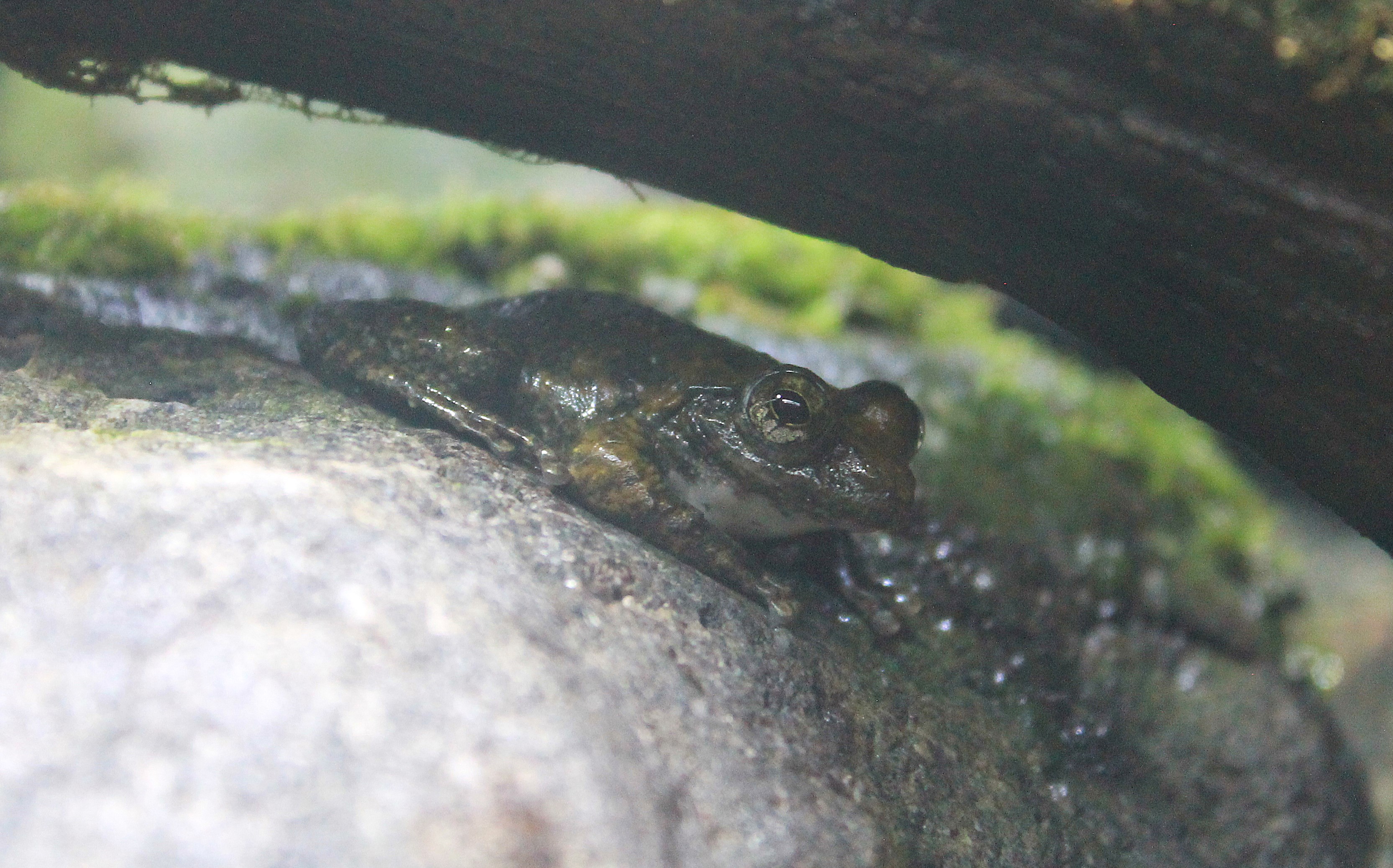 Kajika Frog (Buergeria buergeri)
