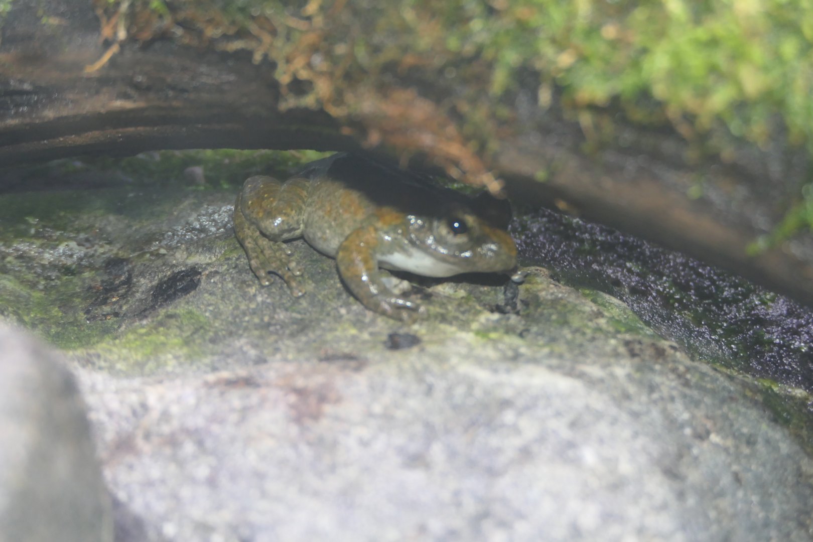 Kajika Frog (Buergeria buergeri)