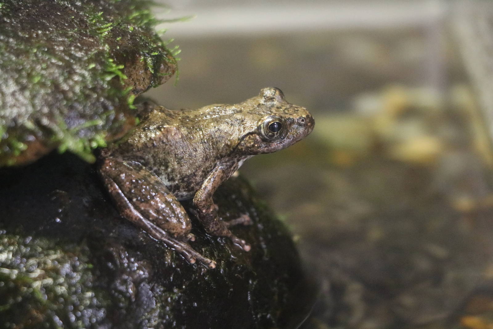 Kajika frog - Tokyo Sea Life Park, February 2016
