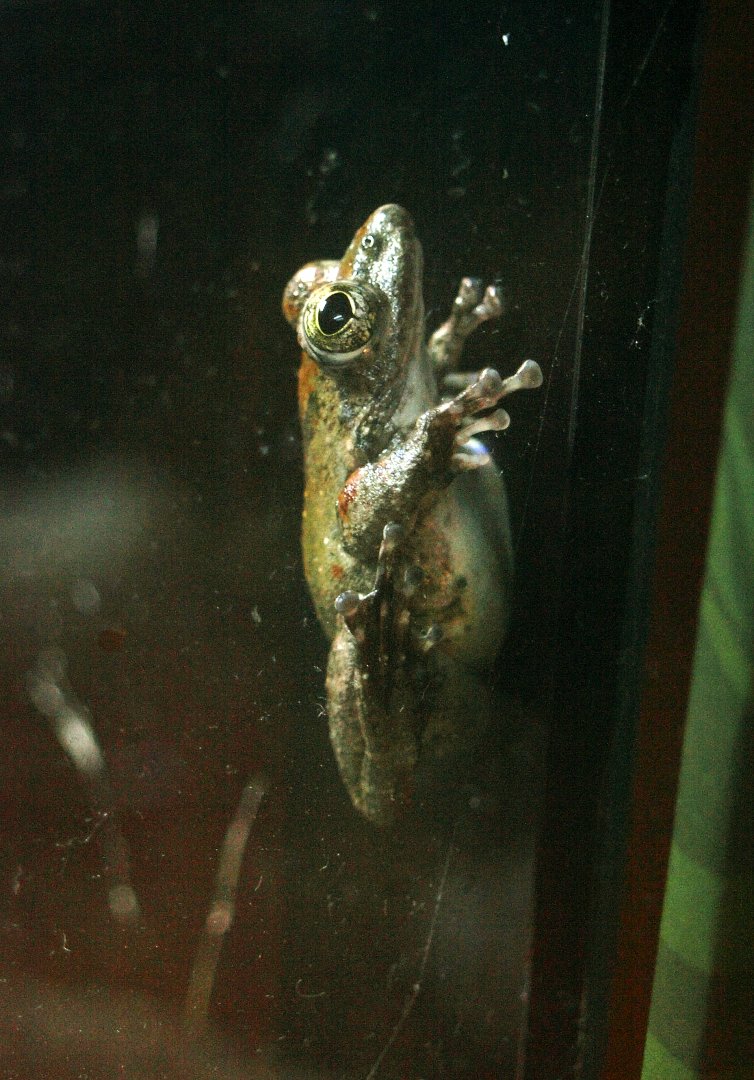 Kajika frog