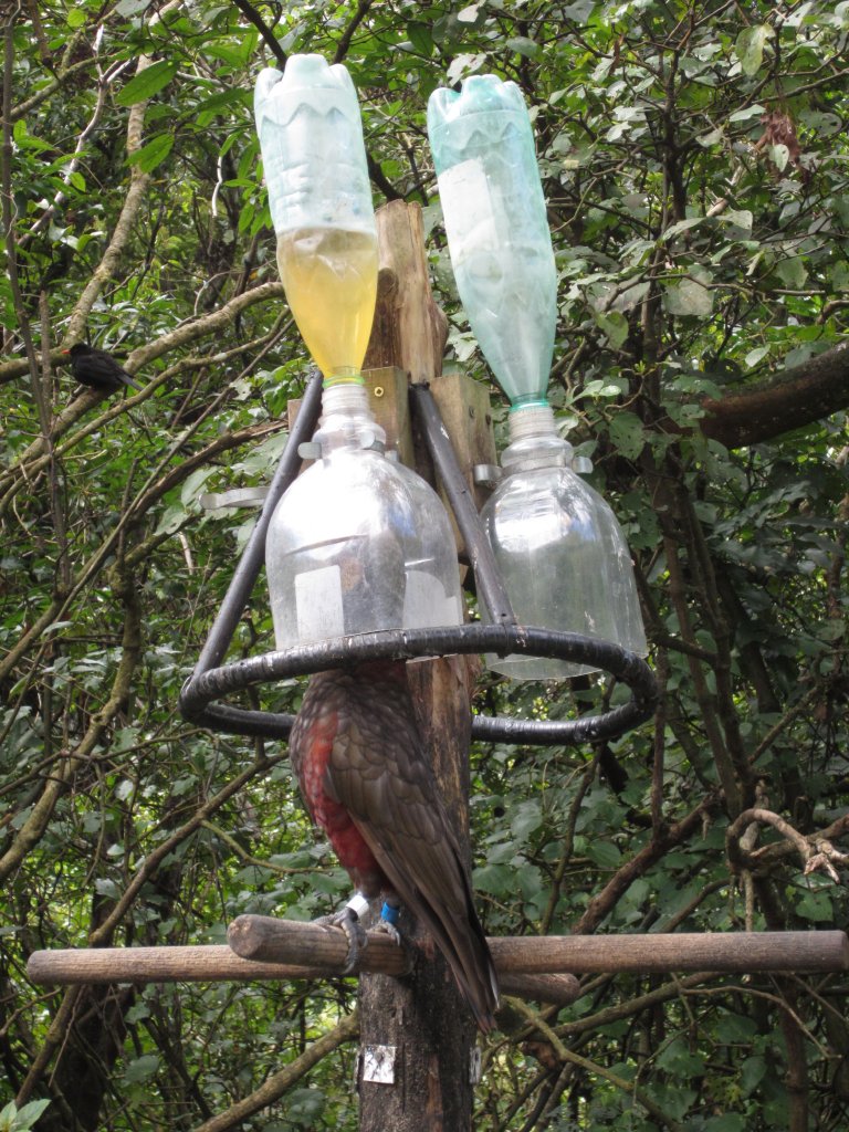 Kaka Drinking Station