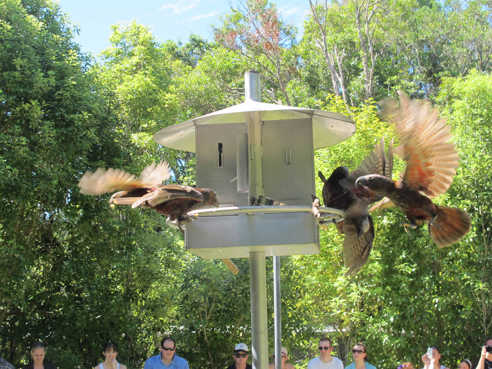 Kaka Feeding - Mount Bruce February 2013