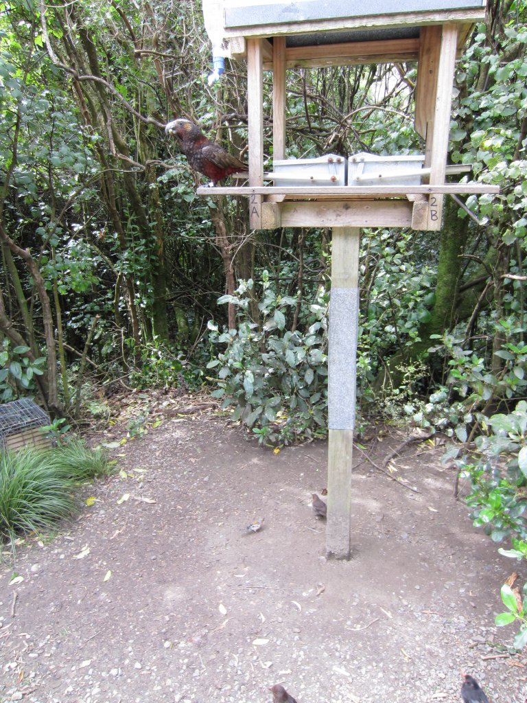 Kaka Feeding Station