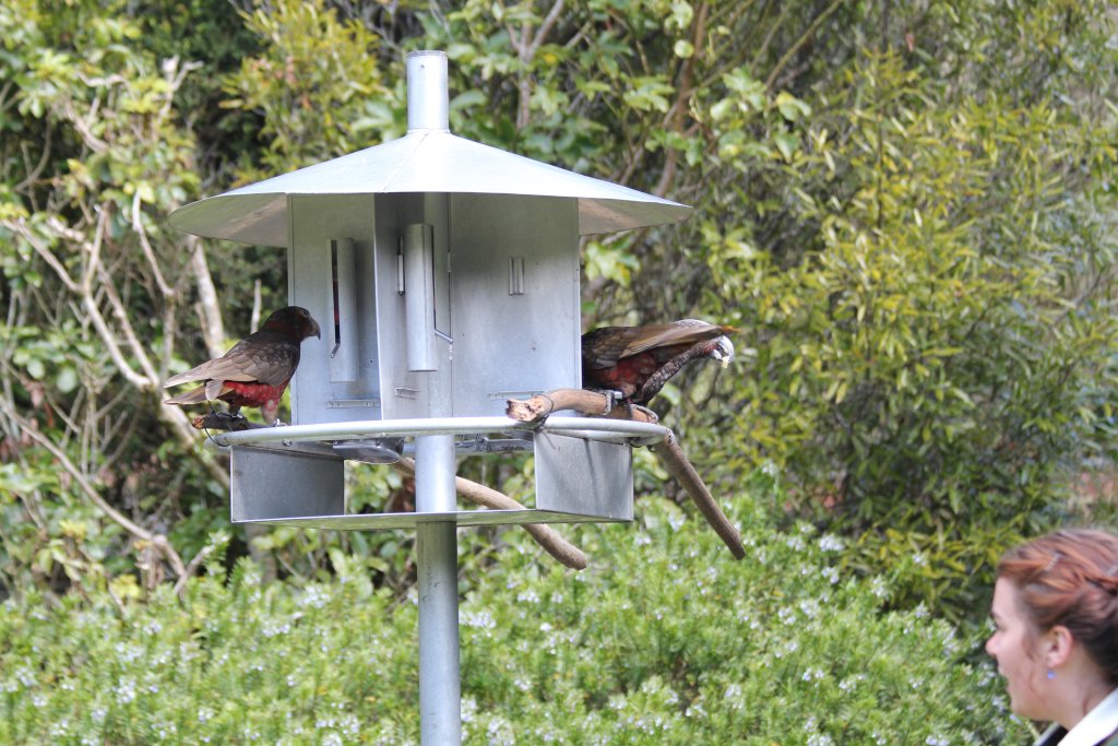 Kaka Feeding Station