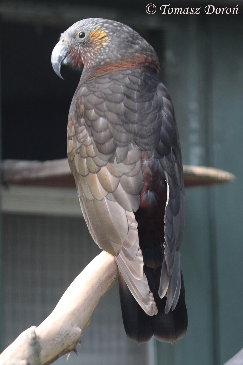 Kaka (Nestor meridionalis septentrionalis), October 2014
