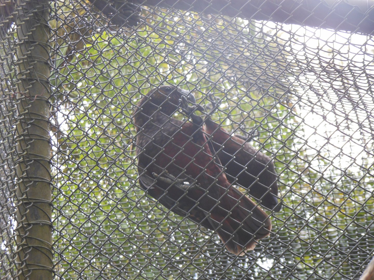 Kākā (Nestor meridionalis)