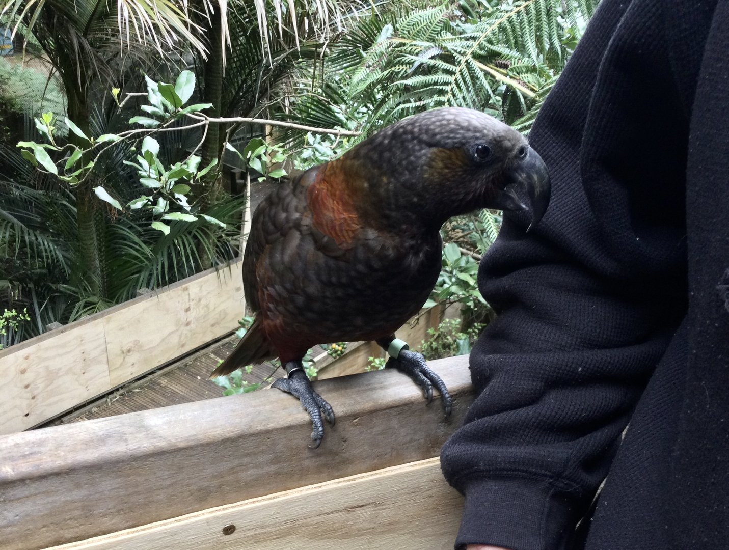 Kaka (Nestor meridionalis)