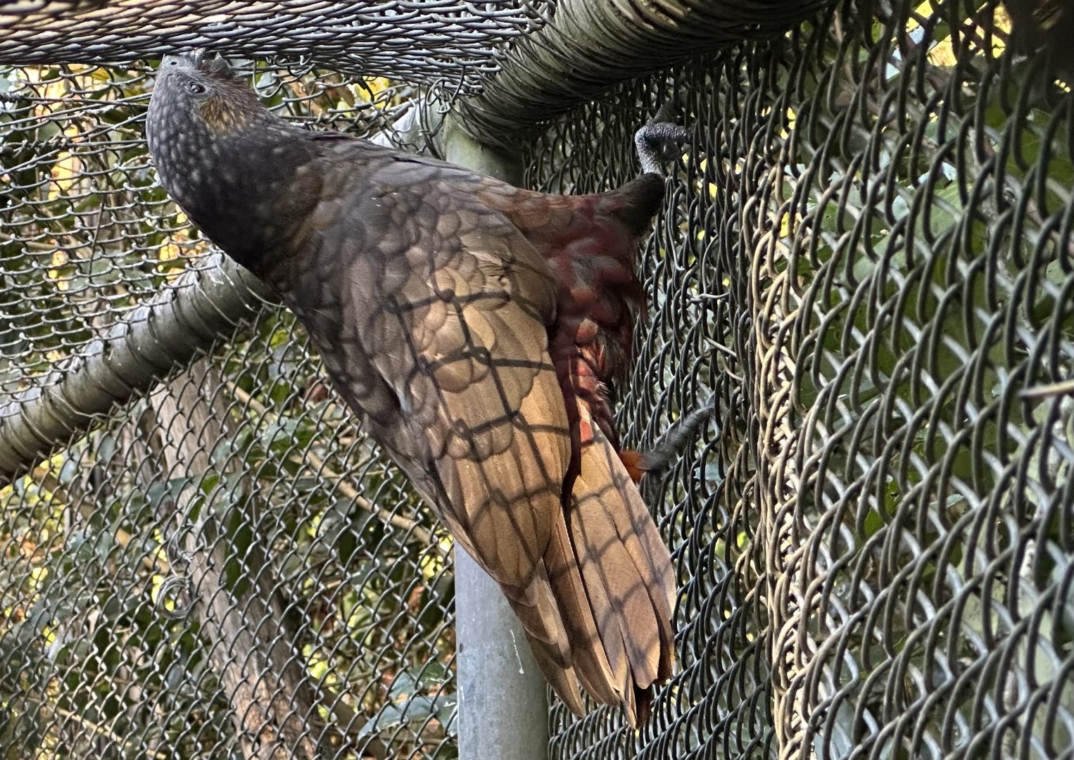Kaka (Nestor meridionalis)