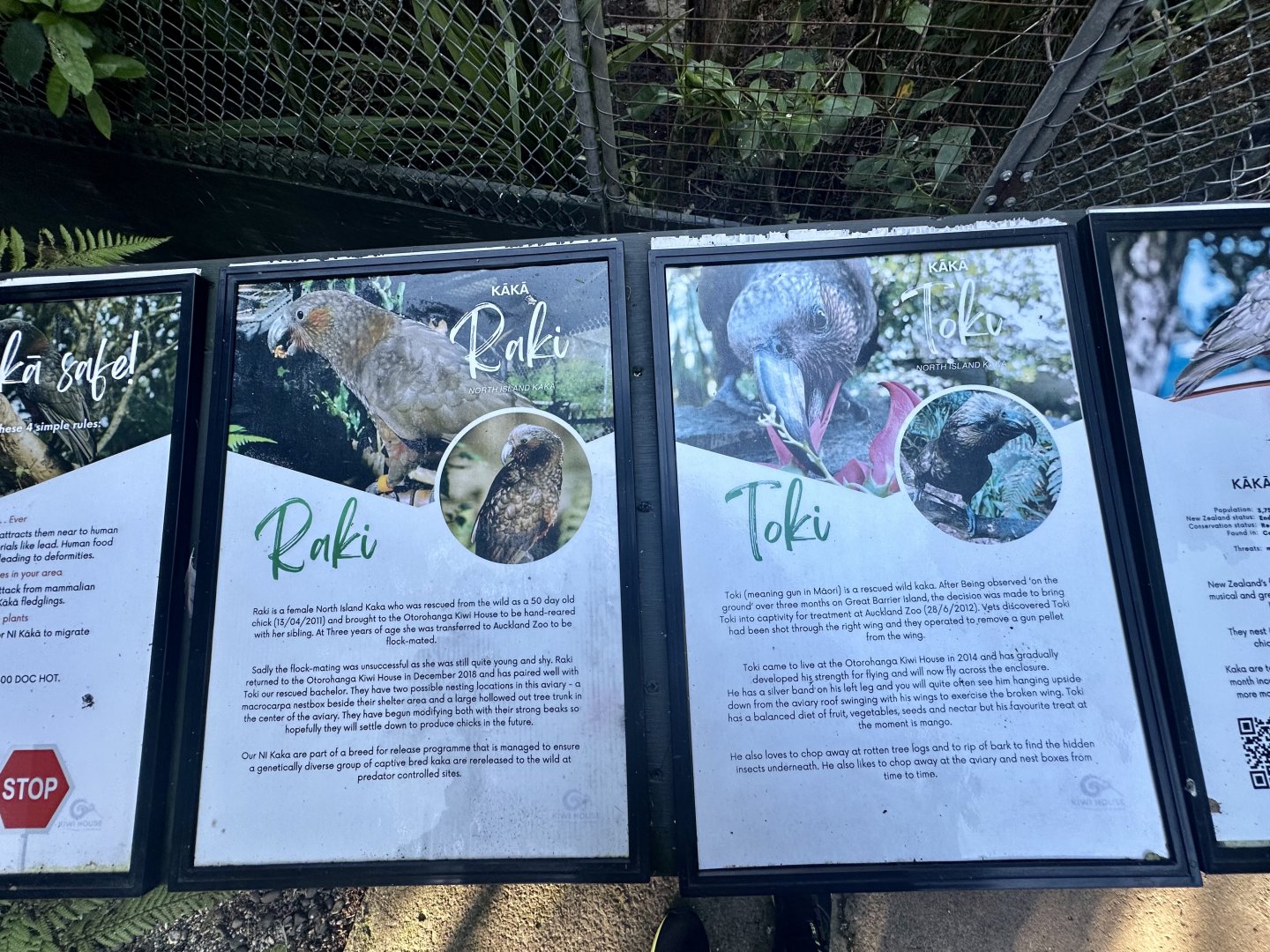 Kaka Profiles (Raki and Toki)