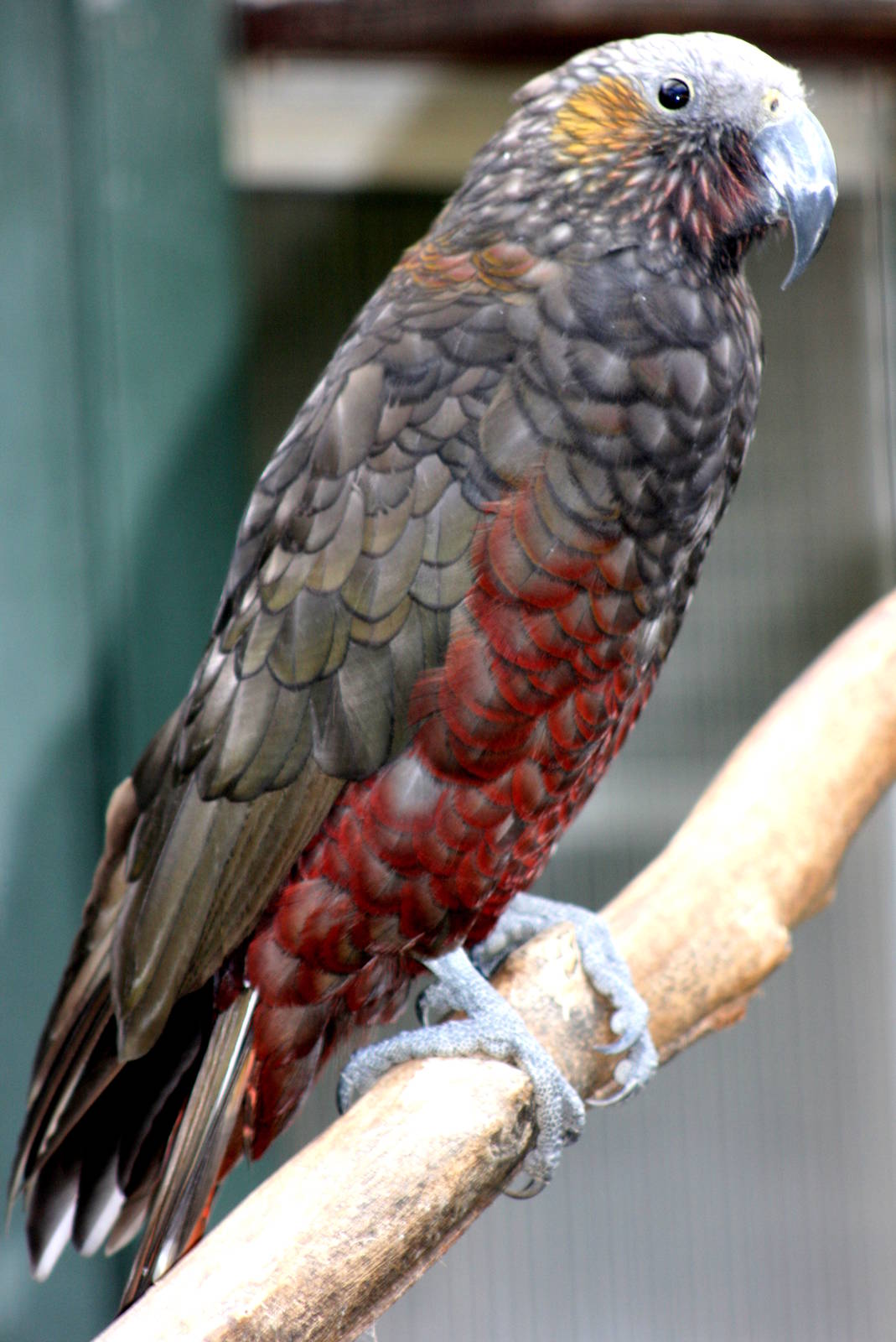 Kaka; Stuttgart; 9th September 2015