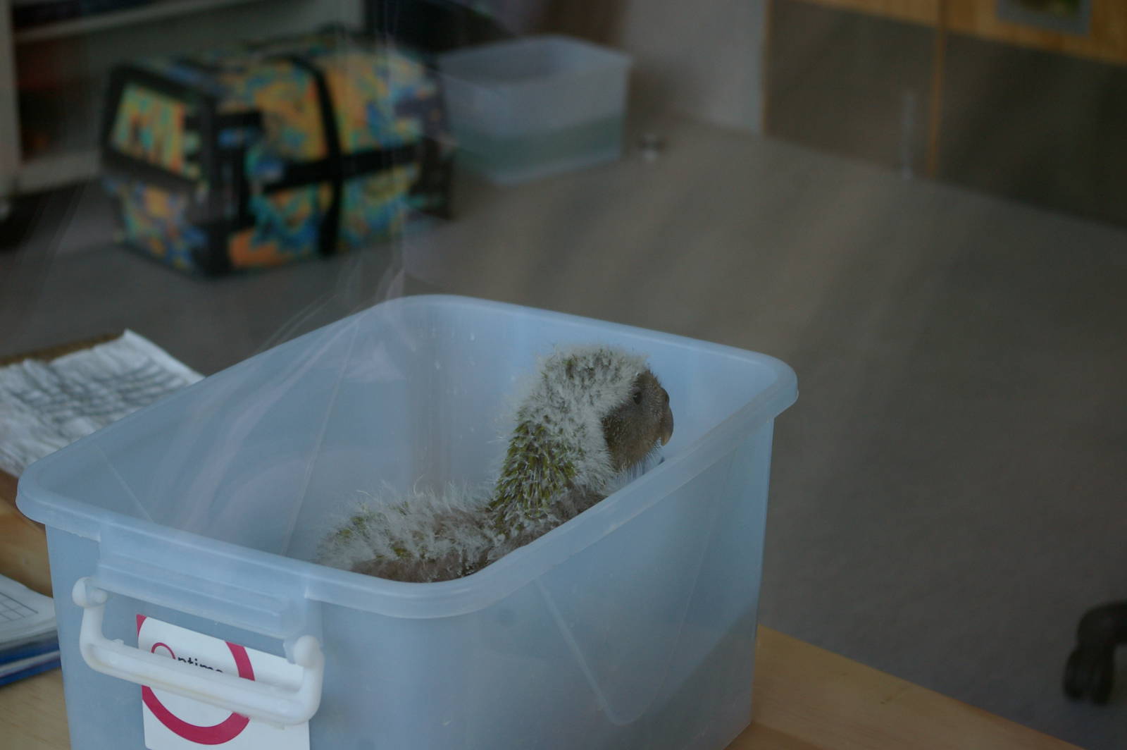 kakapo chick (Strigops habroptilus)