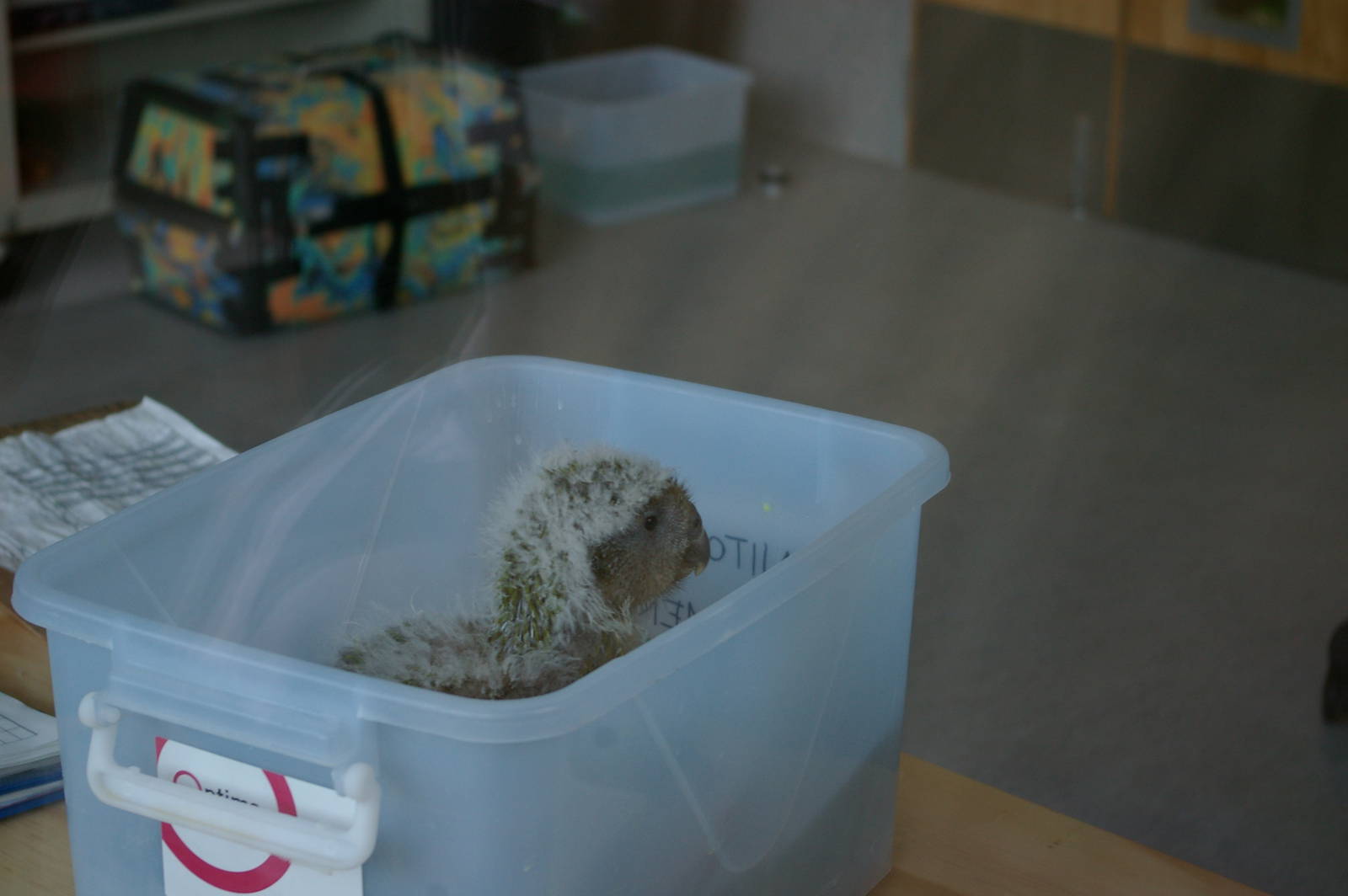 kakapo chick (Strigops habroptilus)