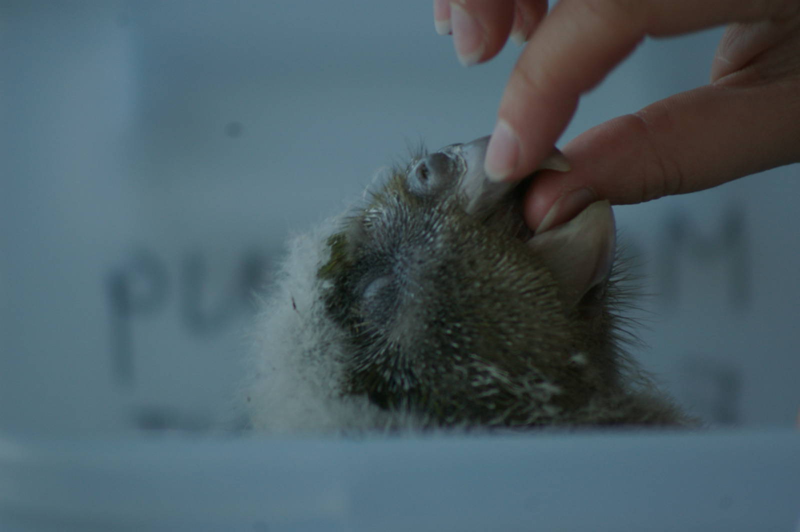 kakapo chick (Strigops habroptilus)