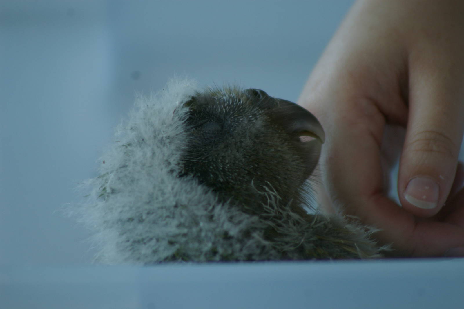 kakapo chick (Strigops habroptilus)