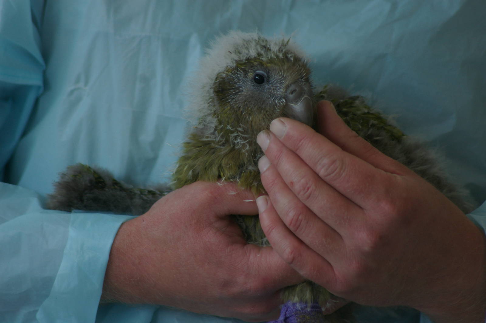 kakapo chick (Strigops habroptilus)