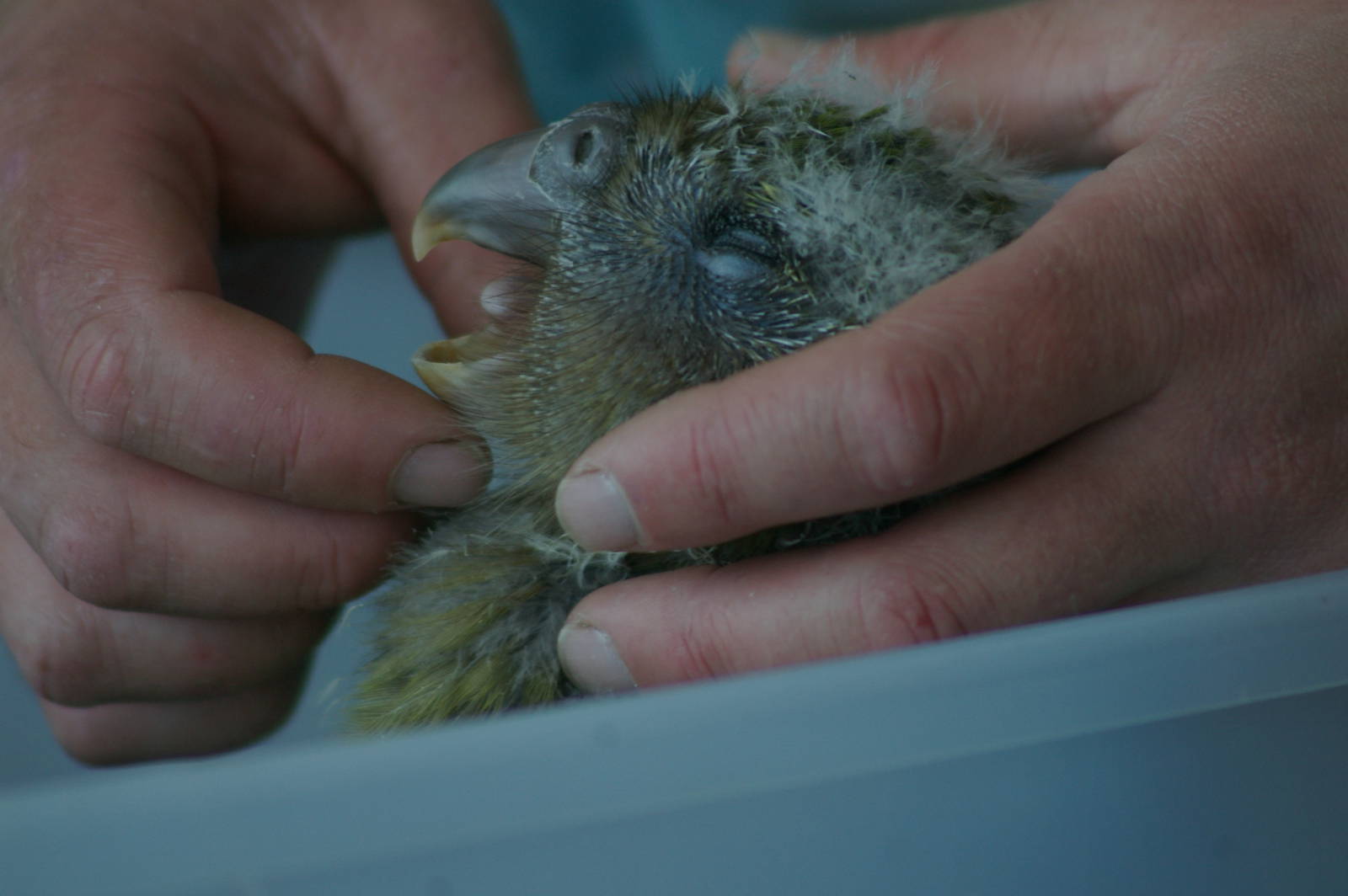 kakapo chick (Strigops habroptilus)