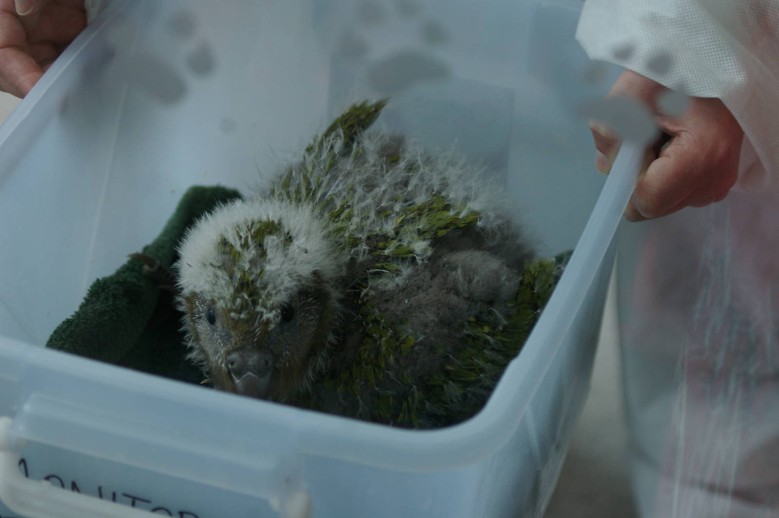 kakapo chick (Strigops habroptilus)