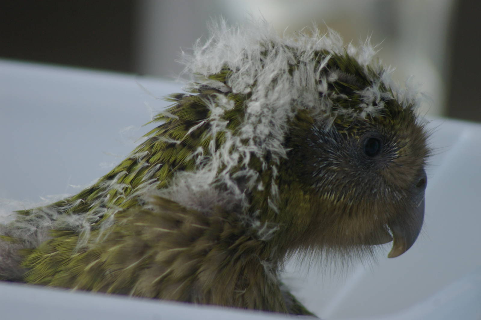 kakapo chick (Strigops habroptilus)