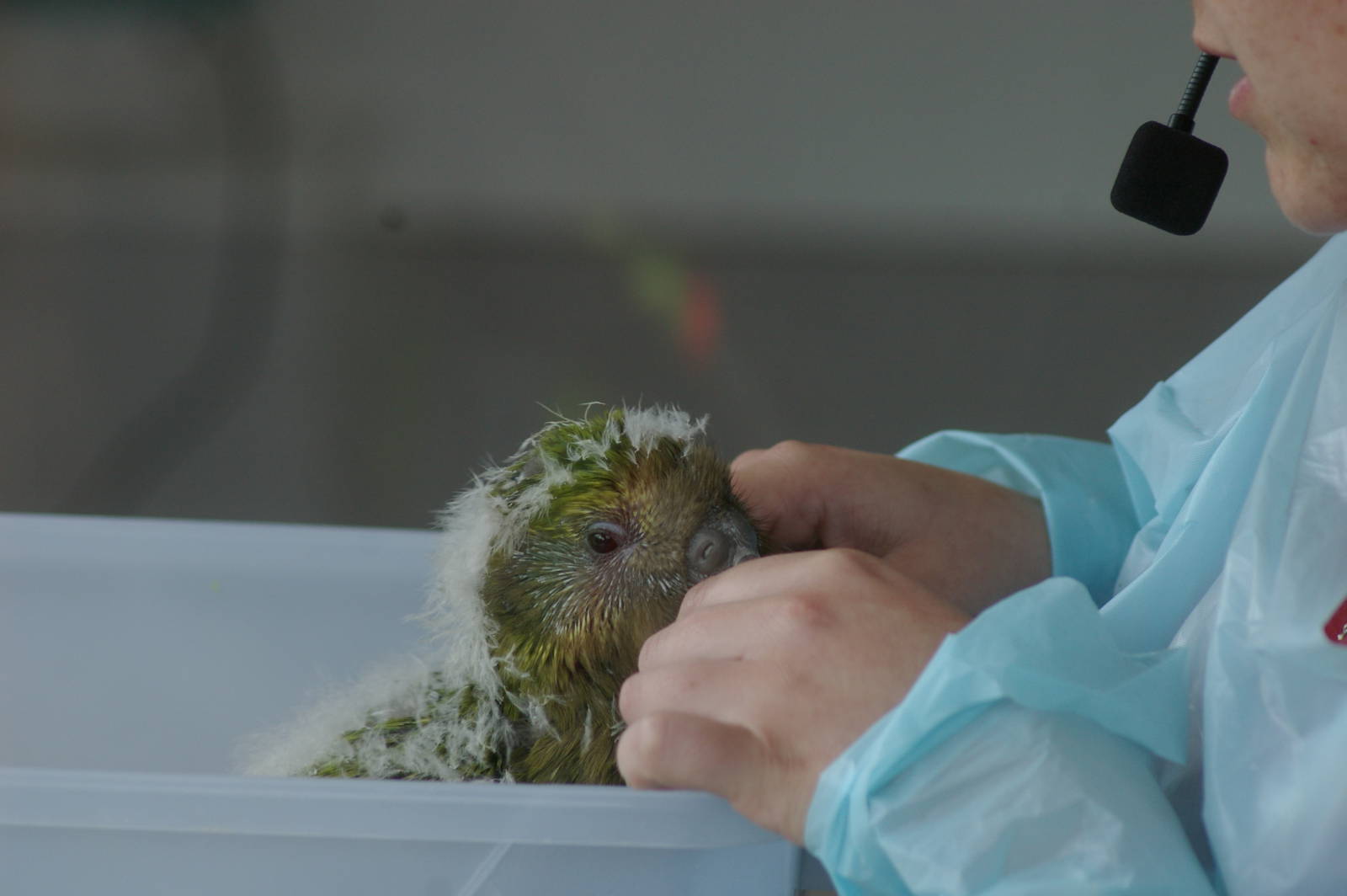 kakapo chick (Strigops habroptilus)