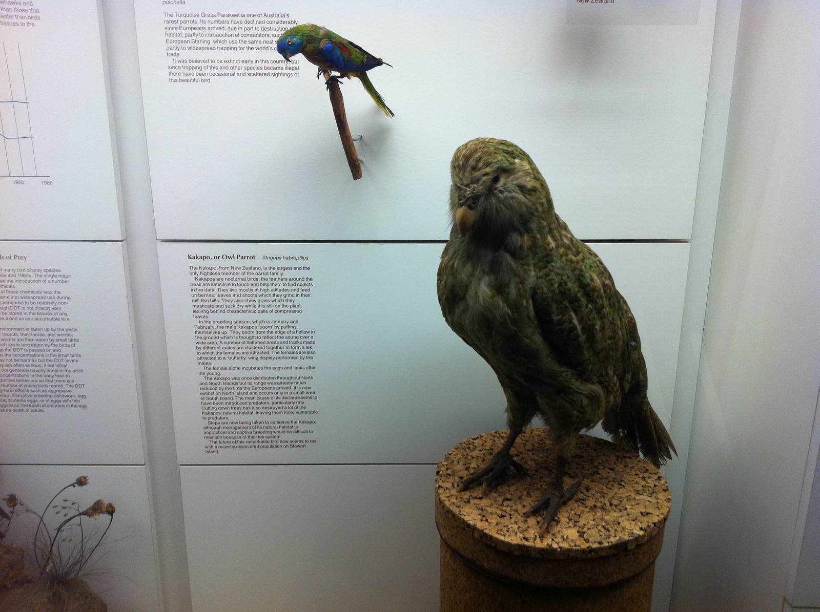 Kakapo Display - Manchester Museum 29.12.10