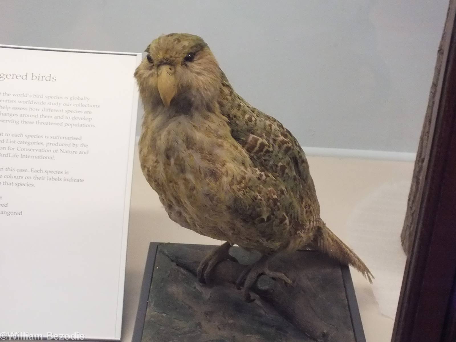 Kakapo - NHM London