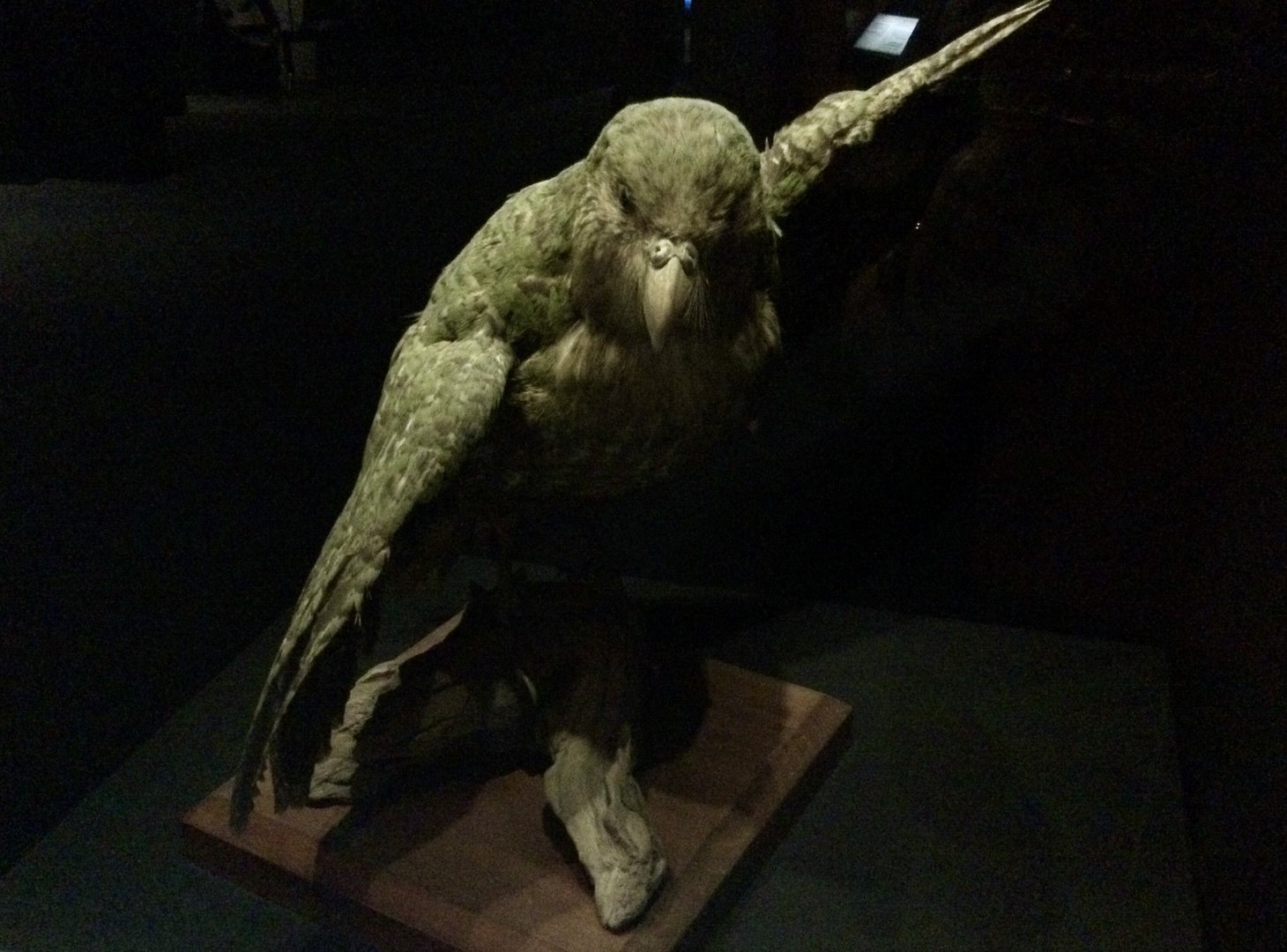 Kakapo (Strigops habroptilus), Te Papa Museum