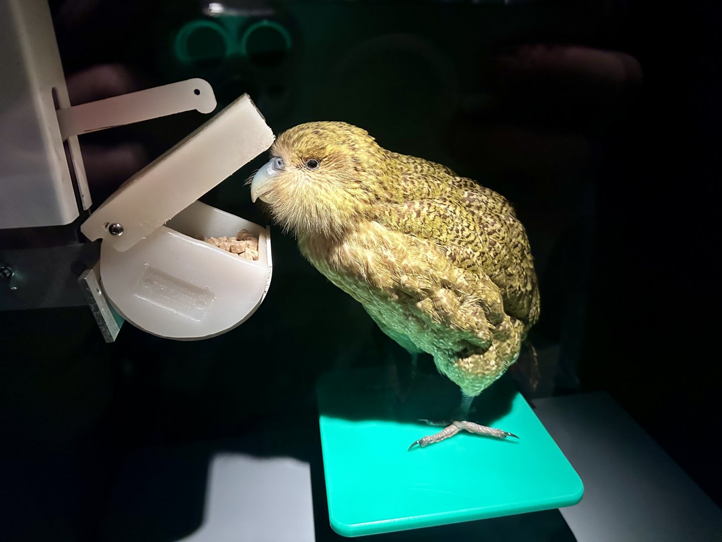 Kakapo (Strigops habroptilus)