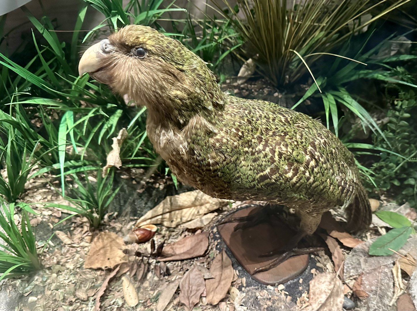 Kakapo (Strigops habroptilus)