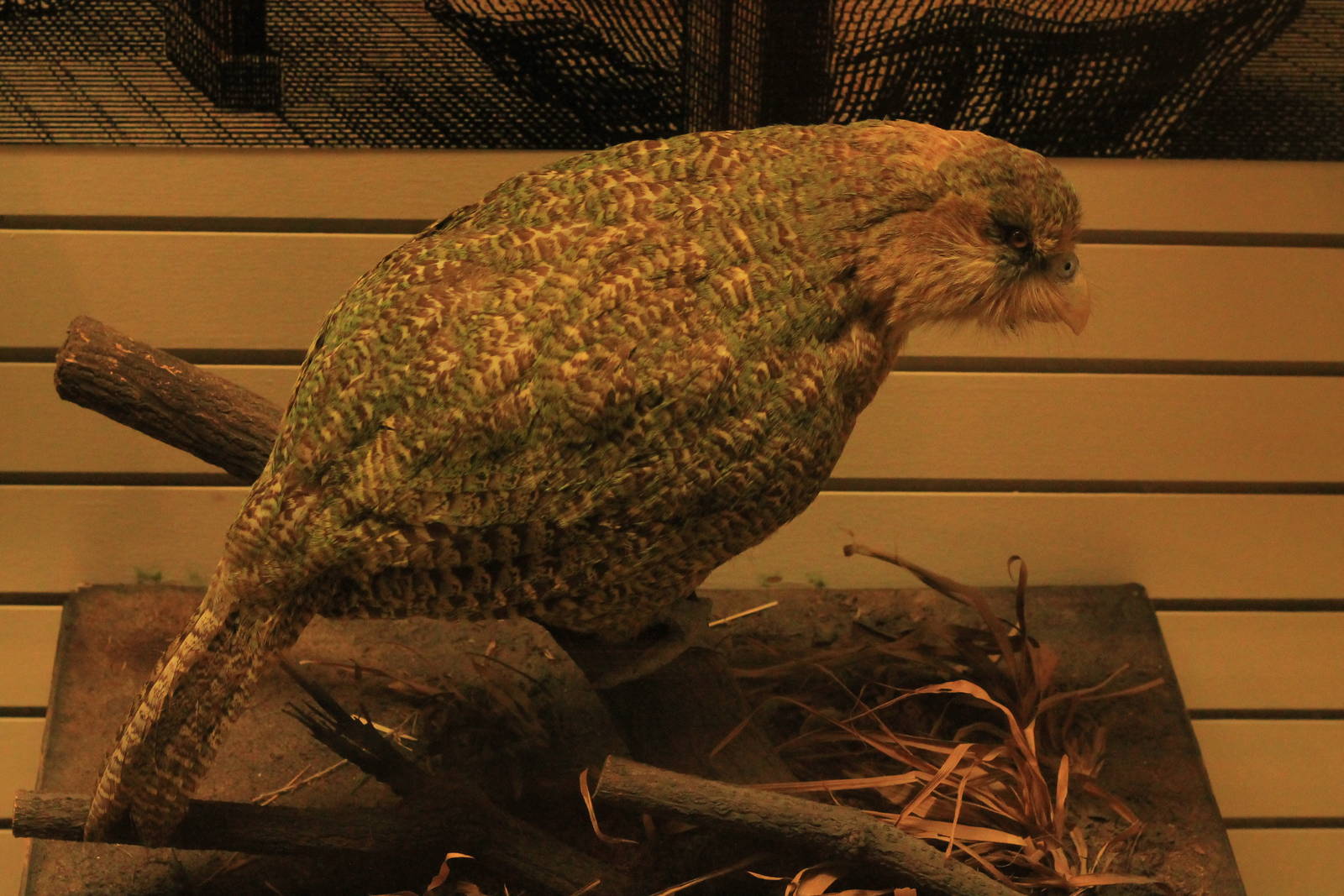 Kakapo