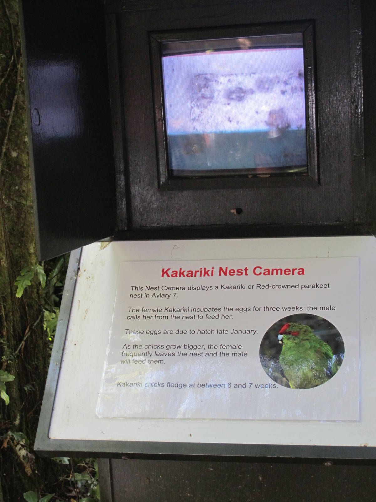 Kakariki Nestcam - Mount Bruce February 2013