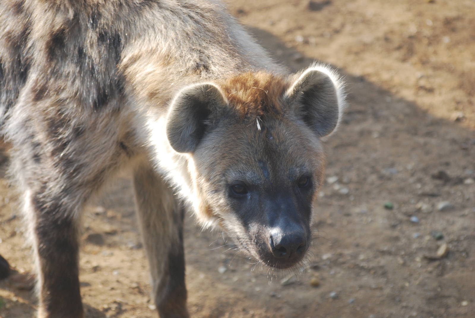 Kalabi the spotted hyena