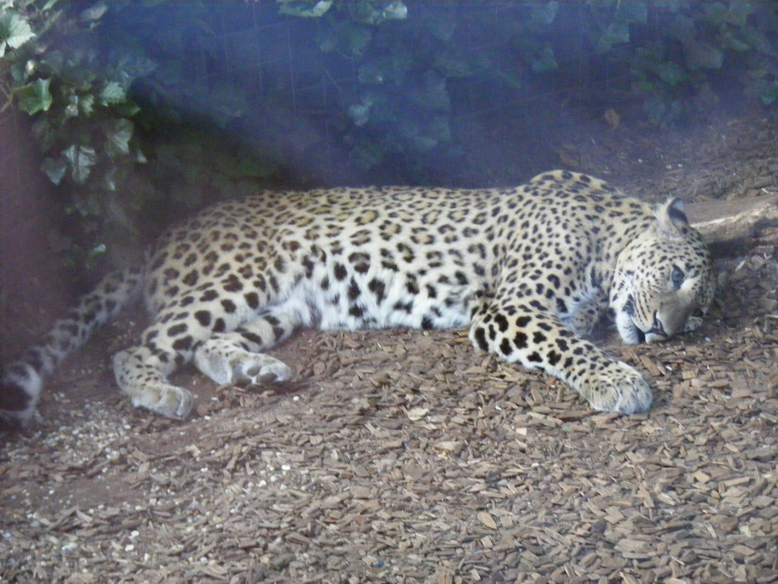 Kalaf the Persian leopard at Chessington Zoo, 25 June 2010