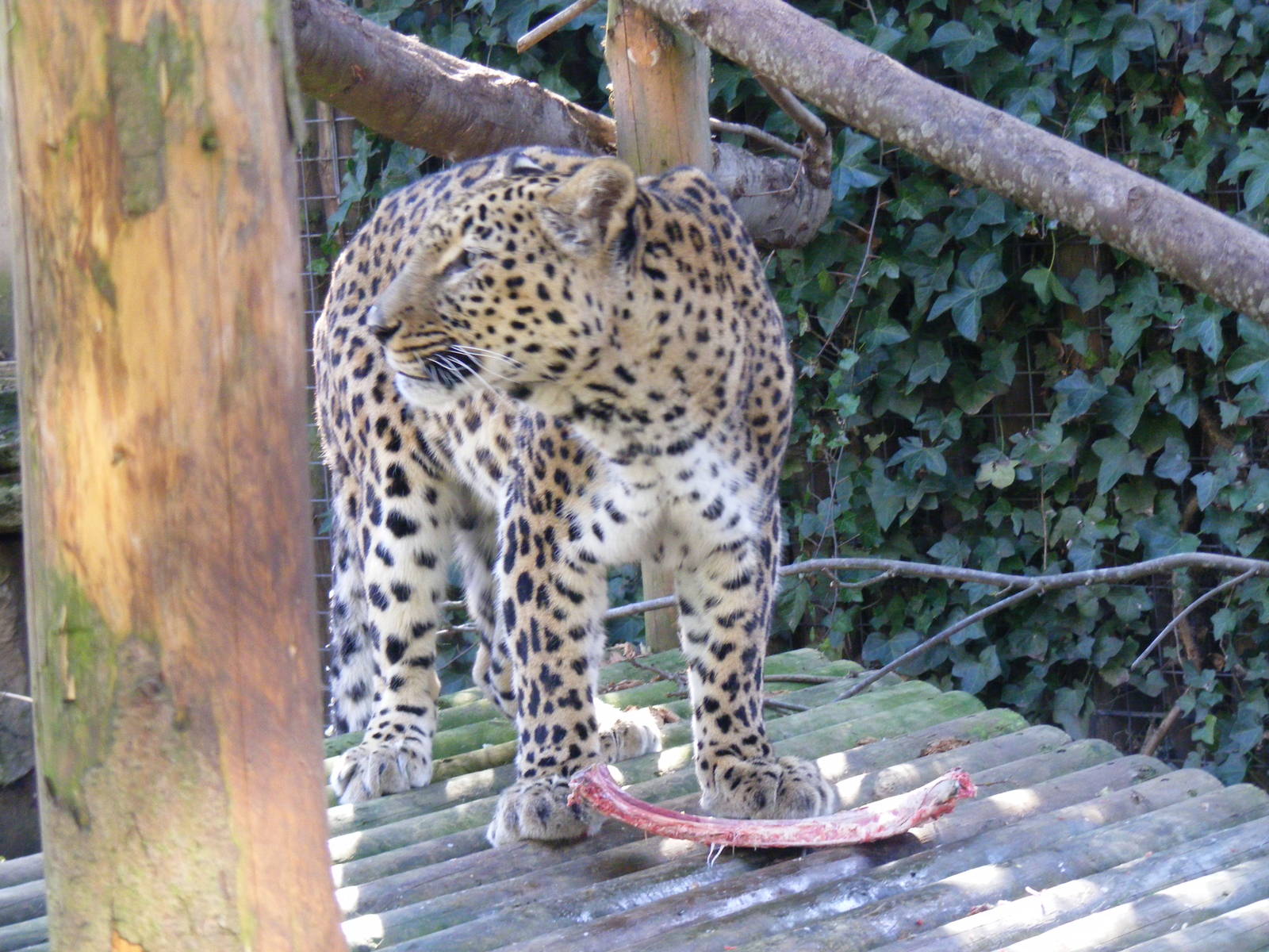 Kalaf the Persian leopard at Chessington Zoo, 7 March 2010