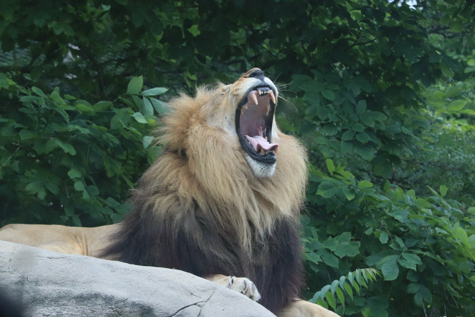 Kalahari Kingdom - African Lion