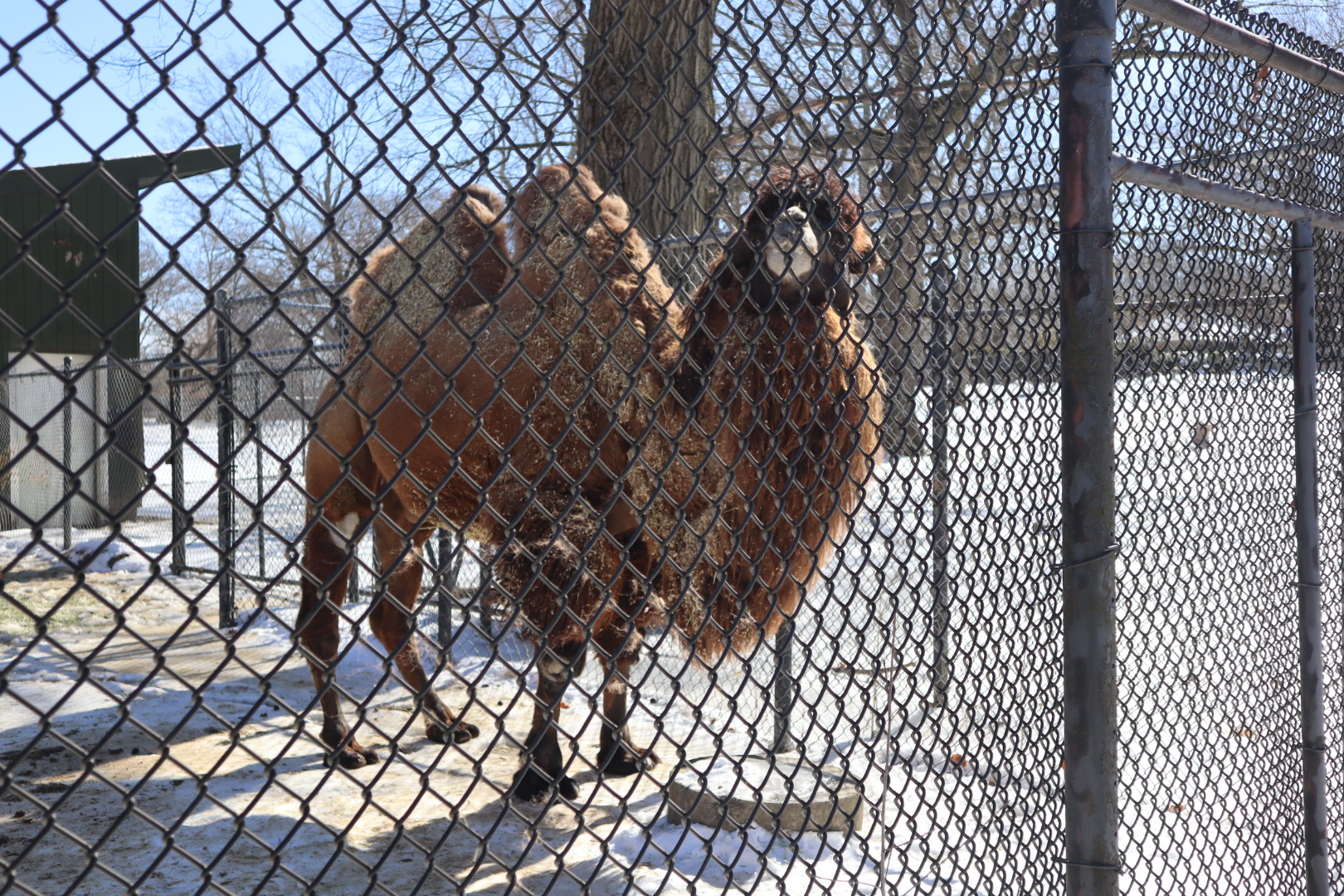 Kalahari Kingdom - Bactrian Camel