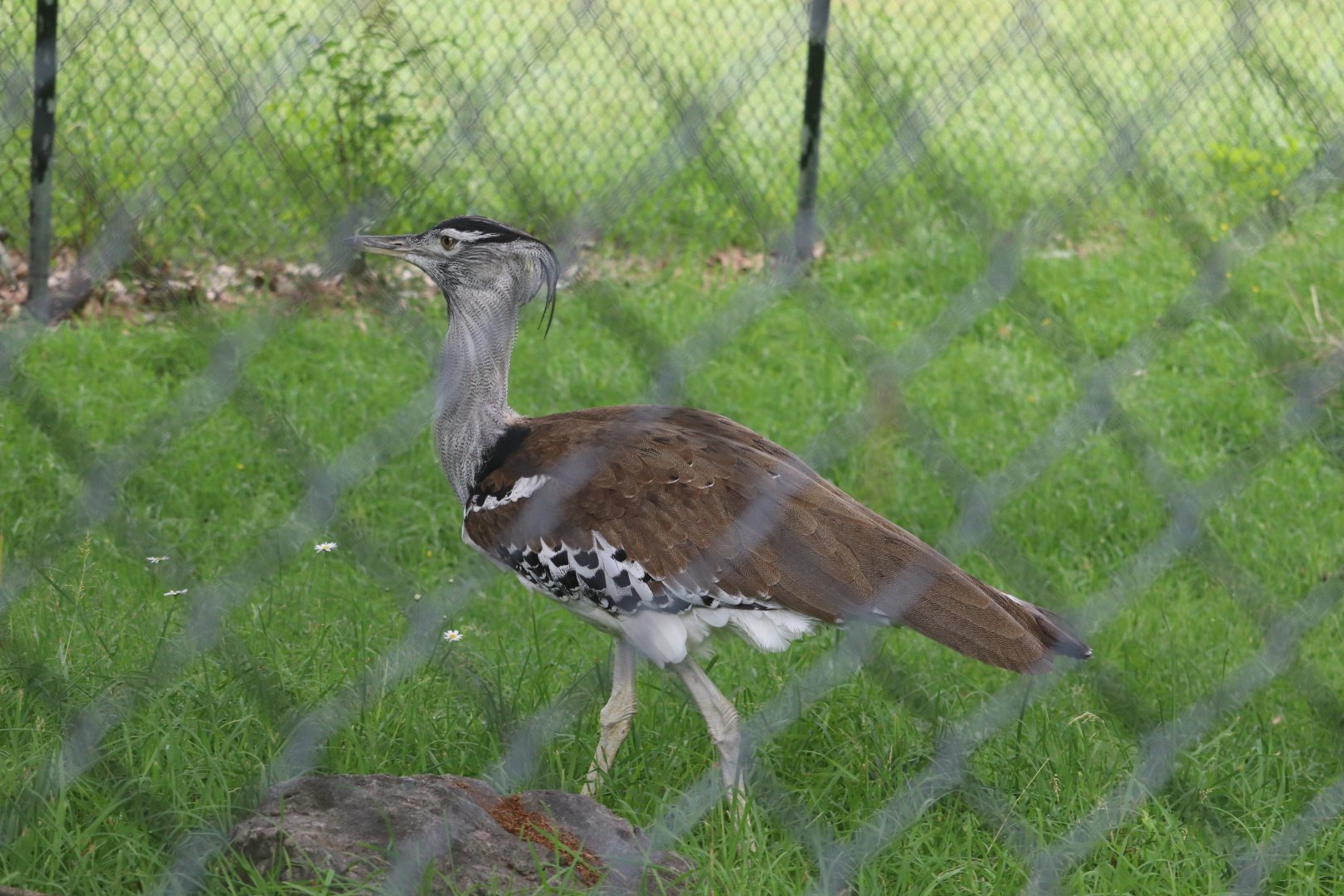 Kalahari Kingdom - Kori Bustard