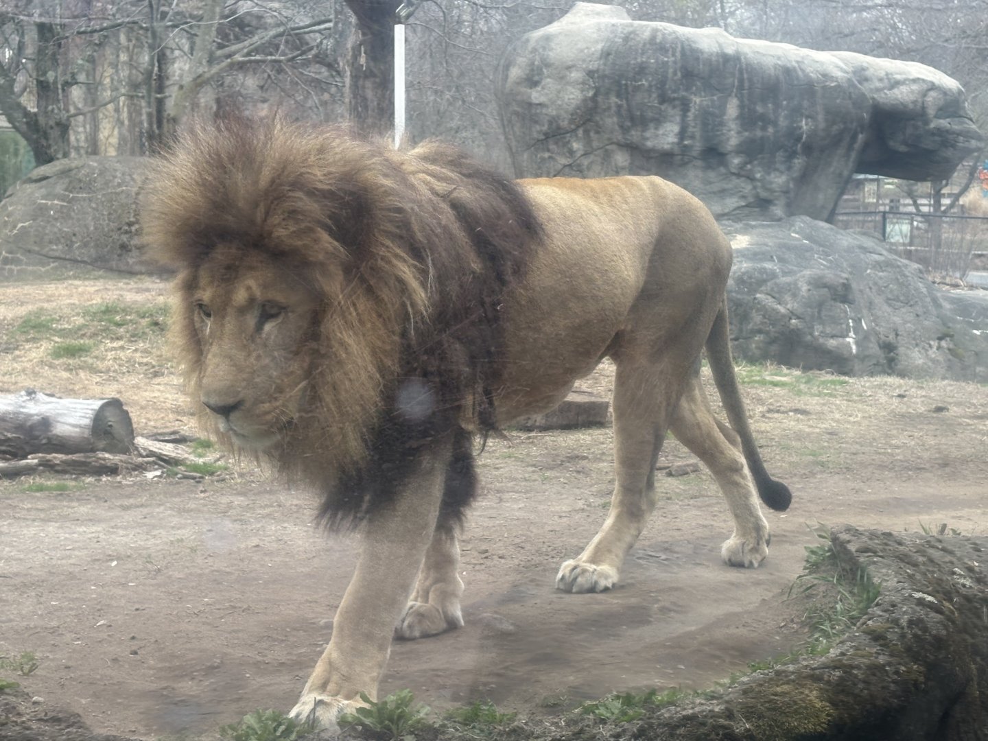 Kalahari Kingdom - Lion