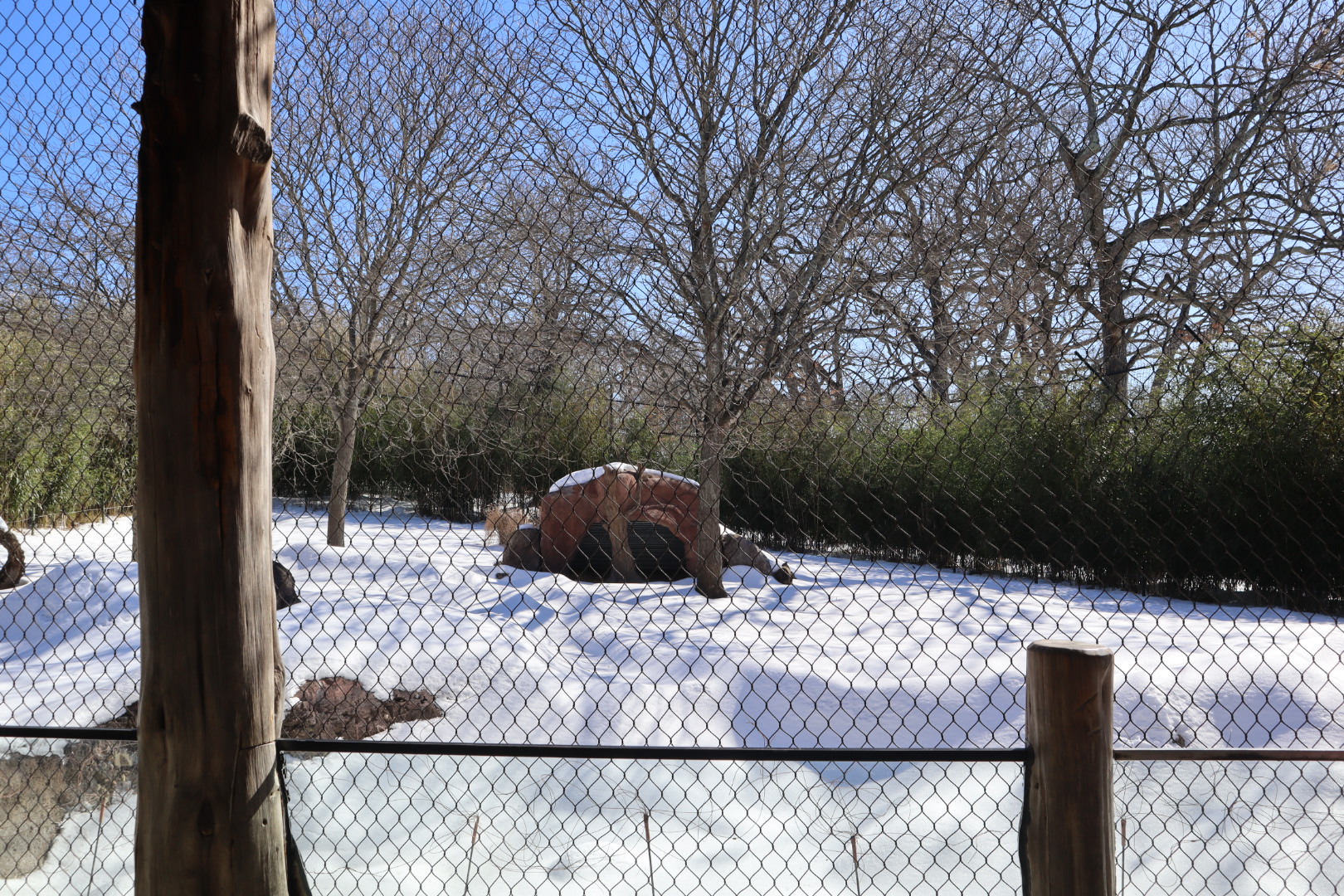 Kalahari Kingdom - Spotted Hyena Enclosure