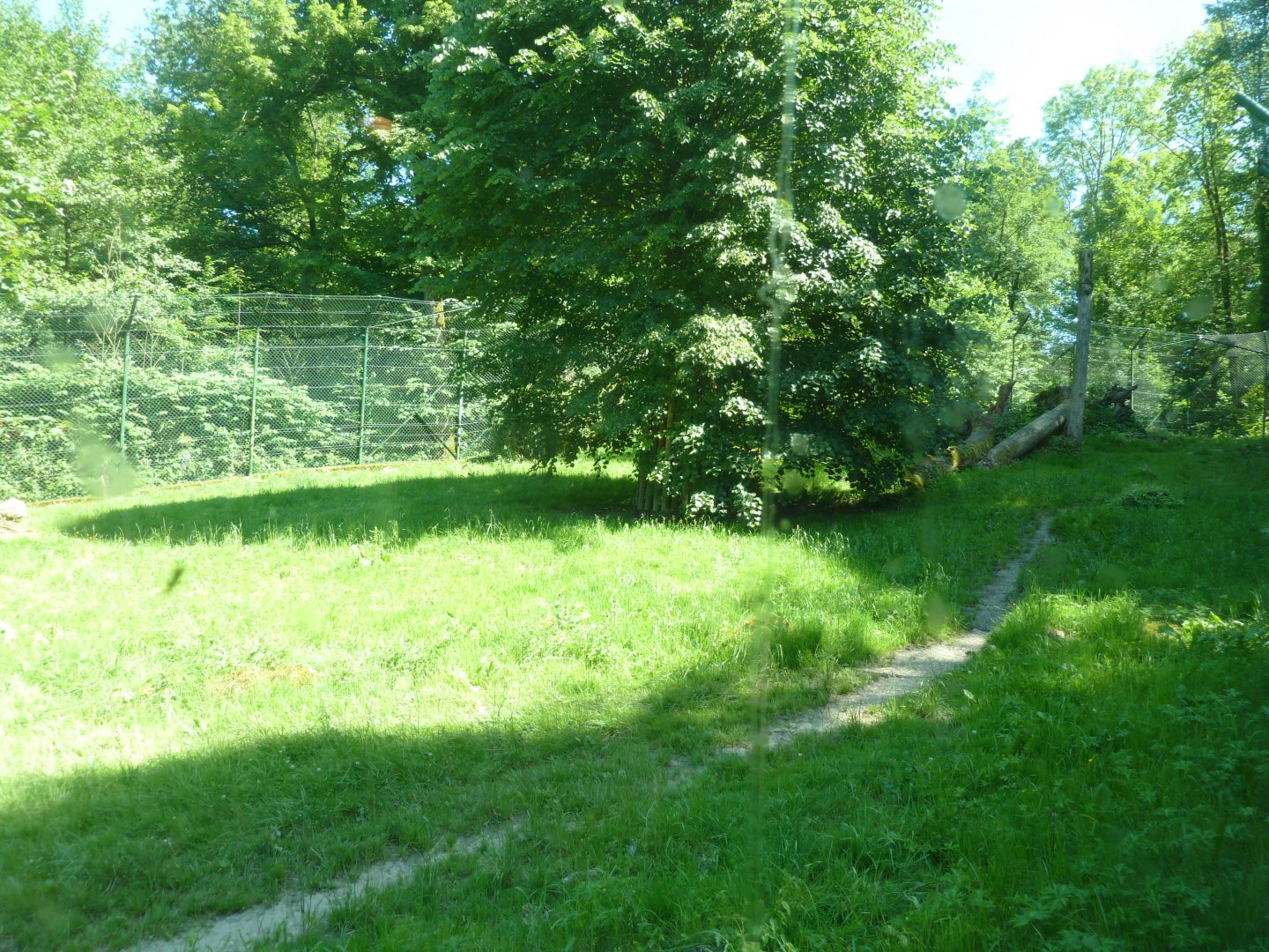 Kalahari lion enclosure