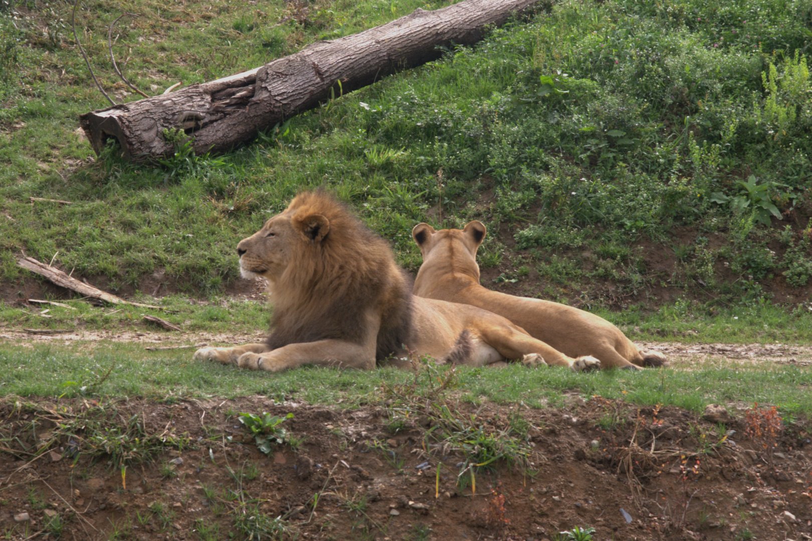 Kalahari Lion (Panthera leo vernayi), 11-09-25